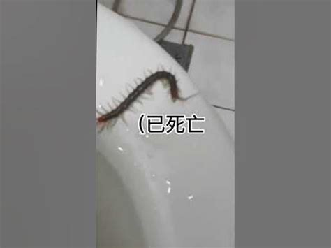 廁所出現蜈蚣